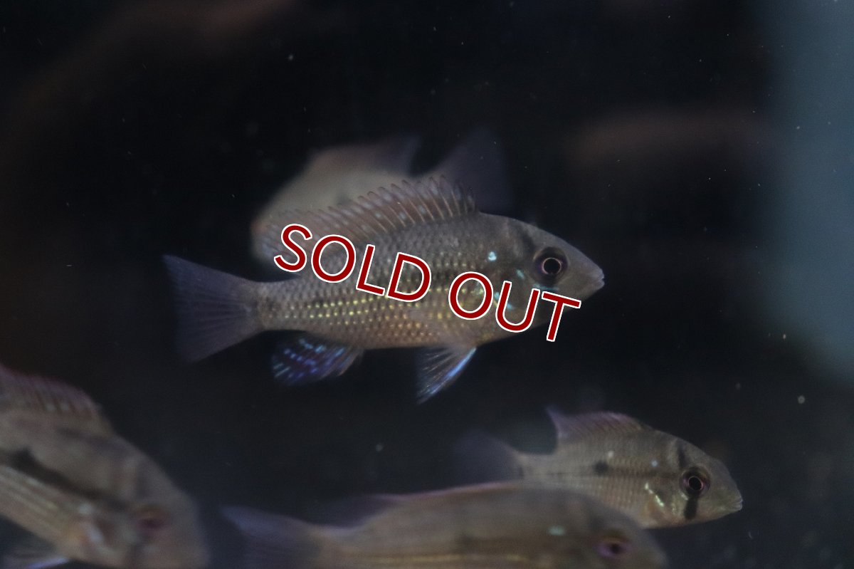 画像2: 【ボーナスセール1000円均一対象個体】【淡水魚】【通販】爆安 ゲオファーガス ブラジリエンシス【3匹 サンプル画像】(±5cm)(大型魚)(生体)(熱帯魚)NKＯ (2)