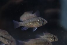 画像2: 【淡水魚】【通販】爆安 ゲオファーガス ブラジリエンシス【1匹 サンプル画像】(±5cm)(大型魚)(生体)(熱帯魚)NKＯ (2)