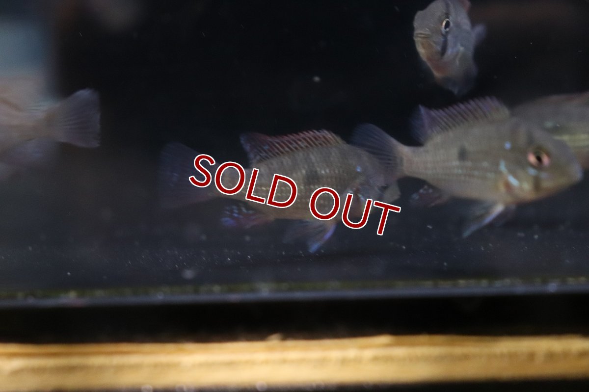 画像3: 【ボーナスセール1000円均一対象個体】【淡水魚】【通販】爆安 ゲオファーガス ブラジリエンシス【3匹 サンプル画像】(±5cm)(大型魚)(生体)(熱帯魚)NKＯ (3)