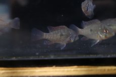 画像3: 【淡水魚】【通販】爆安 ゲオファーガス ブラジリエンシス【1匹 サンプル画像】(±5cm)(大型魚)(生体)(熱帯魚)NKＯ (3)