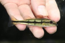 画像1: 【淡水魚】【通販】激レア スリナム共和国 キクラ テメンシス レイク ブロコポンド湖産 ワイルド【１匹 サンプル画像】(生体)(熱帯魚)NKO (1)