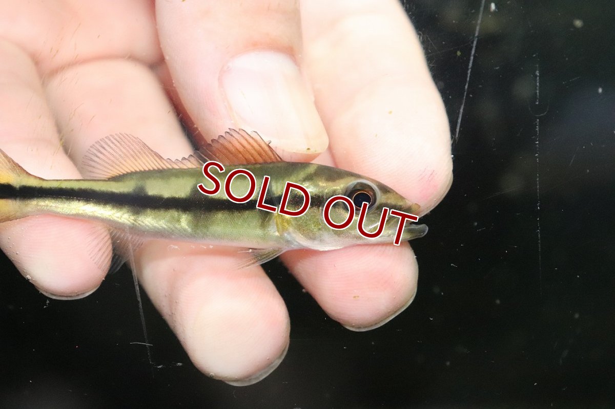 画像2: 【淡水魚】【通販】激レア スリナム共和国 キクラ テメンシス レイク ブロコポンド湖産 ワイルド【１匹 サンプル画像】(生体)(熱帯魚)NKO (2)
