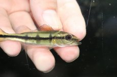 画像2: 【淡水魚】【通販】激レア スリナム共和国 キクラ テメンシス レイク ブロコポンド湖産 ワイルド【１匹 サンプル画像】(生体)(熱帯魚)NKO (2)