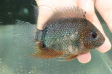 画像1: 【淡水魚】【通販】発色抜群 レッドネックセベラム【１匹 サンプル画像】(±8-11cm)(大型魚)(生体)(熱帯魚)NKO (1)
