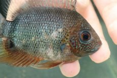 画像2: 【淡水魚】【通販】発色抜群 レッドネックセベラム【１匹 サンプル画像】(±8-11cm)(大型魚)(生体)(熱帯魚)NKO (2)