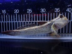 画像1: 【淡水魚】【通販】激レア ビッグサイズ ジャイアントマッドスキッパー インドネシア産【１匹 サンプル画像】(±20cm)(生体)(熱帯魚)NKO (1)
