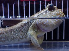 画像2: 【淡水魚】【通販】激レア ビッグサイズ ジャイアントマッドスキッパー インドネシア産【１匹 サンプル画像】(±20cm)(生体)(熱帯魚)NKO (2)