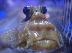 画像4: 【淡水魚】【通販】激レア ビッグサイズ ジャイアントマッドスキッパー インドネシア産【１匹 サンプル画像】(±20cm)(生体)(熱帯魚)NKO (4)