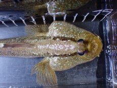 画像5: 【淡水魚】【通販】激レア ビッグサイズ ジャイアントマッドスキッパー インドネシア産【１匹 サンプル画像】(±20cm)(生体)(熱帯魚)NKO (5)