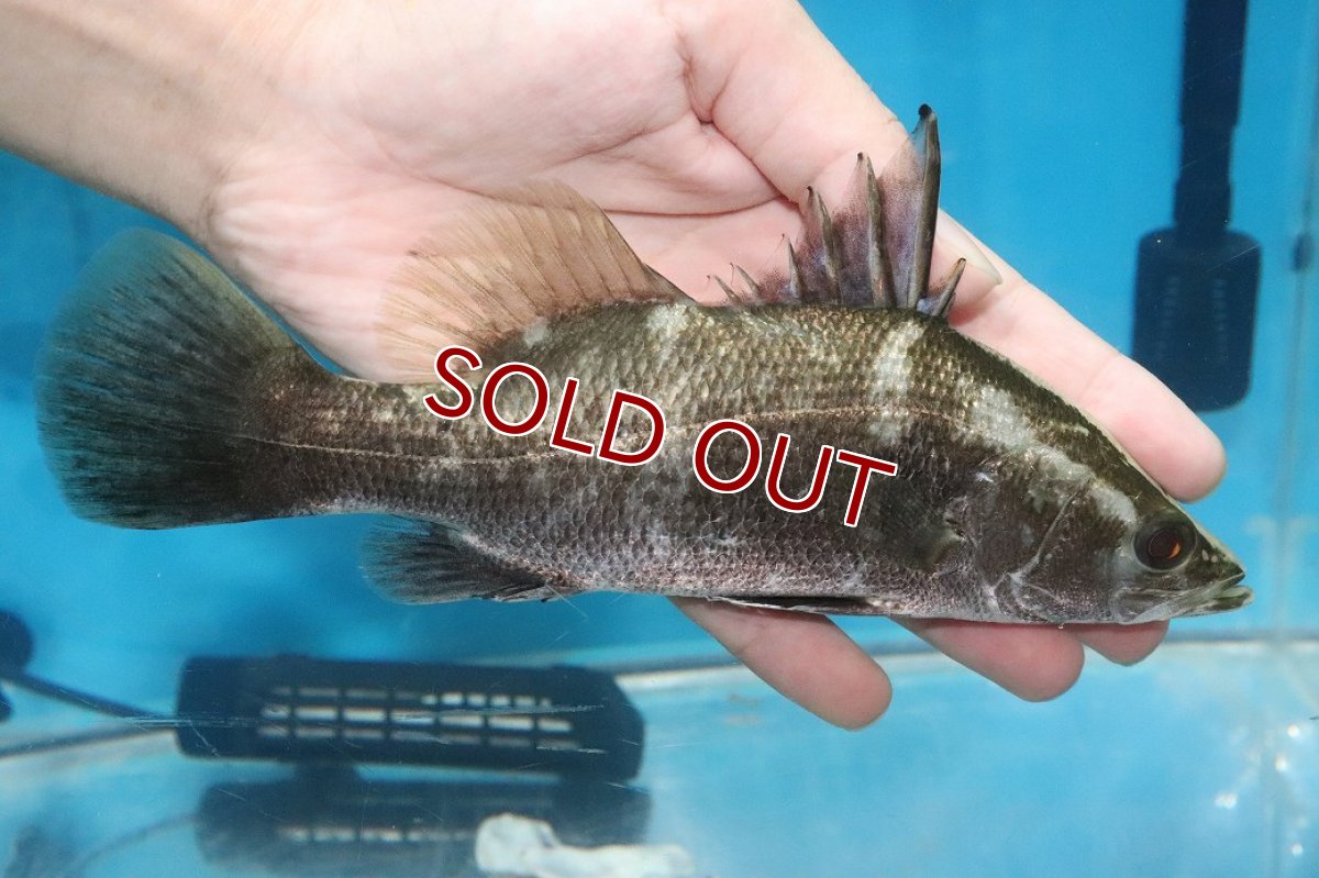 画像1: 【淡水魚】【通販】デカイ 大特価 完全純淡水 アカメ【1匹 サンプル画像】(±20cm)(大型魚)(生体)(熱帯魚)NKO (1)