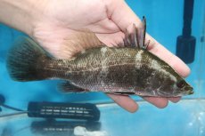 画像1: 【淡水魚】【通販】デカイ 大特価 完全純淡水 アカメ【1匹 サンプル画像】(±20cm)(大型魚)(生体)(熱帯魚)NKO (1)