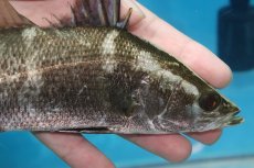 画像2: 【淡水魚】【通販】デカイ 大特価 完全純淡水 アカメ【1匹 サンプル画像】(±20cm)(大型魚)(生体)(熱帯魚)NKO (2)