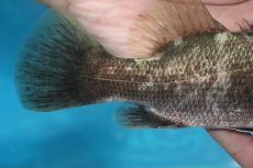画像3: 【淡水魚】【通販】デカイ 大特価 完全純淡水 アカメ【1匹 サンプル画像】(±20cm)(大型魚)(生体)(熱帯魚)NKO (3)