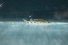 画像1: 【淡水魚】【通販】レア種 シベリアチョウザメ【1匹 サンプル画像】(±7cm)(大型魚)(生体)(熱帯魚)NKO (1)