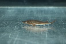 画像2: 【淡水魚】【通販】レア種 シベリアチョウザメ【1匹 サンプル画像】(±7cm)(大型魚)(生体)(熱帯魚)NKO (2)