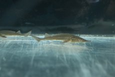 画像3: 【淡水魚】【通販】レア種 シベリアチョウザメ【1匹 サンプル画像】(±7cm)(大型魚)(生体)(熱帯魚)NKO (3)