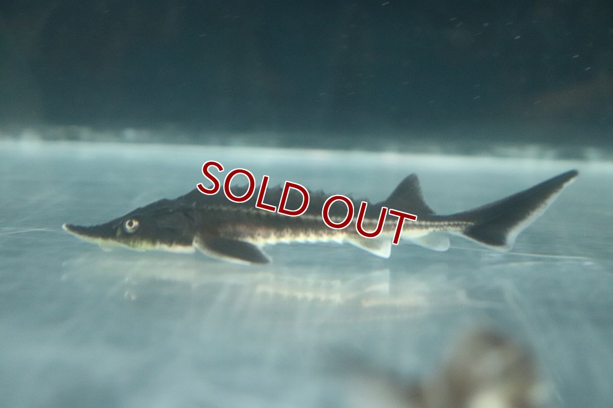 画像1: 【10％OFFクーポン対象個体】【淡水魚】【通販】レア種 交配種 ベステルチョウザメ雌×ロシアチョウザメ雄【1匹 サンプル画像】(±7-10cm)(大型魚(生体)(熱帯魚)NKO (1)