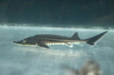 画像1: 【淡水魚】【通販】レア種 交配種 ベステルチョウザメ雌×ロシアチョウザメ雄【1匹 サンプル画像】(±7-10cm)(大型魚(生体)(熱帯魚)NKO (1)