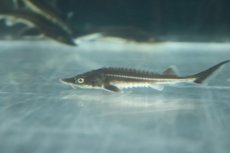 画像2: 【淡水魚】【通販】レア種 交配種 ベステルチョウザメ雌×ロシアチョウザメ雄【1匹 サンプル画像】(±7-10cm)(大型魚(生体)(熱帯魚)NKO (2)