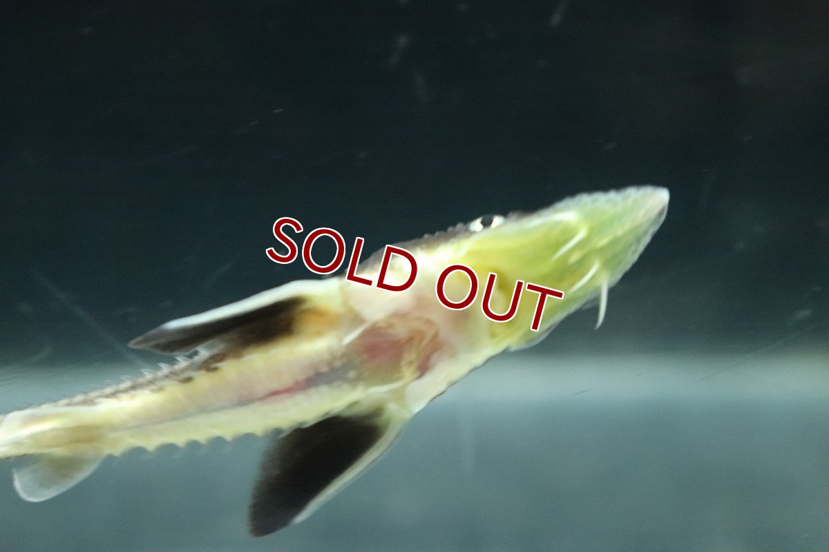 画像3: 【10％OFFクーポン対象個体】【淡水魚】【通販】レア種 交配種 ベステルチョウザメ雌×ロシアチョウザメ雄【1匹 サンプル画像】(±7-10cm)(大型魚(生体)(熱帯魚)NKO (3)