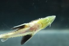 画像3: 【淡水魚】【通販】レア種 交配種 ベステルチョウザメ雌×ロシアチョウザメ雄【1匹 サンプル画像】(±7-10cm)(大型魚(生体)(熱帯魚)NKO (3)