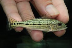 画像1: 【淡水魚】【通販】大特価 珍種 キクラ sp ロイヤルギャラクシー【1匹 サンプル画像】(±8cm)(大型魚)(生体)(熱帯魚)NKO (1)