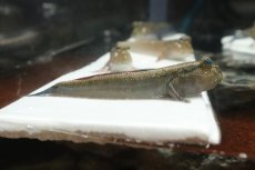 画像1: 【淡水魚】【通販】レア種 アジアンブルーマッドスキッパー【1匹 サンプル画像】(生体)(熱帯魚)NK (1)