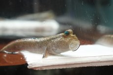 画像2: 【淡水魚】【通販】レア種 アジアンブルーマッドスキッパー【1匹 サンプル画像】(生体)(熱帯魚)NK (2)