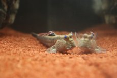 画像5: 【淡水魚】【通販】レア種 アジアンブルーマッドスキッパー【1匹 サンプル画像】(生体)(熱帯魚)NK (5)