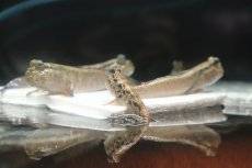 画像6: 【淡水魚】【通販】レア種 アジアンブルーマッドスキッパー【1匹 サンプル画像】(生体)(熱帯魚)NK (6)