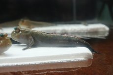画像8: 【淡水魚】【通販】レア種 アジアンブルーマッドスキッパー【1匹 サンプル画像】(生体)(熱帯魚)NK (8)