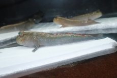 画像9: 【淡水魚】【通販】レア種 アジアンブルーマッドスキッパー【1匹 サンプル画像】(生体)(熱帯魚)NK (9)