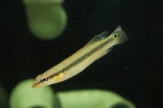 画像1: 【淡水魚】【通販】超激レア クレニキクラ ムルチスピノーサ スリナム産 ワイルド【1匹 サンプル画像】(±8cm)(大型魚(生体)(熱帯魚)NKO (1)