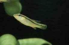 画像2: 【淡水魚】【通販】超激レア クレニキクラ ムルチスピノーサ スリナム産 ワイルド【1匹 サンプル画像】(±8cm)(大型魚(生体)(熱帯魚)NKO (2)