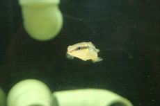 画像3: 【淡水魚】【通販】超激レア クレニキクラ ムルチスピノーサ スリナム産 ワイルド【1匹 サンプル画像】(±8cm)(大型魚(生体)(熱帯魚)NKO (3)