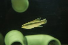 画像4: 【淡水魚】【通販】超激レア クレニキクラ ムルチスピノーサ スリナム産 ワイルド【1匹 サンプル画像】(±8cm)(大型魚(生体)(熱帯魚)NKO (4)