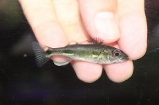 画像1: 【通販 淡水魚】激レア スリナム共和国 キクラ sp ニッケリーリバー産 ワイルド【１匹 サンプル画像】(±5cm)大型魚(生体)(熱帯魚)NKO (1)