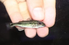 画像2: 【通販 淡水魚】激レア スリナム共和国 キクラ sp ニッケリーリバー産 ワイルド【１匹 サンプル画像】(±5cm)大型魚(生体)(熱帯魚)NKO (2)