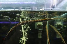 画像1: 【通販 淡水魚】ジャイアントパイプフィッシュ タイ産 ワイルド【１匹 サンプル画像】(±25cm)(生体)(熱帯魚)NK (1)