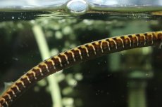 画像2: 【通販 淡水魚】ジャイアントパイプフィッシュ タイ産 ワイルド【１匹 サンプル画像】(±25cm)(生体)(熱帯魚)NK (2)