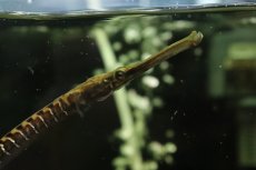 画像3: 【通販 淡水魚】ジャイアントパイプフィッシュ タイ産 ワイルド【１匹 サンプル画像】(±25cm)(生体)(熱帯魚)NK (3)