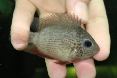 画像1: 【通販 淡水魚】チョコレートセベラム【１匹 サンプル画像】(大型魚)(生体)(熱帯魚)NKO (1)