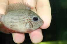 画像2: 【通販 淡水魚】チョコレートセベラム【１匹 サンプル画像】(大型魚)(生体)(熱帯魚)NKO (2)