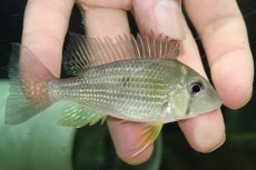 画像1: 【通販 淡水魚】ゲオファーガス タエニオパレイウス ワイルド【１匹 サンプル画像】(±8-9cm)(大型魚)(生体)(熱帯魚)NKO (1)
