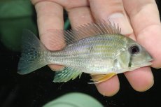 画像2: 【通販 淡水魚】ゲオファーガス タエニオパレイウス ワイルド【１匹 サンプル画像】(±8-9cm)(大型魚)(生体)(熱帯魚)NKO (2)