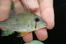 画像3: 【通販 淡水魚】ゲオファーガス タエニオパレイウス ワイルド【１匹 サンプル画像】(±8-9cm)(大型魚)(生体)(熱帯魚)NKO (3)