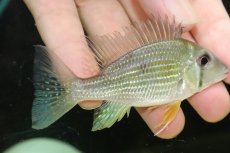 画像4: 【通販 淡水魚】ゲオファーガス タエニオパレイウス ワイルド【１匹 サンプル画像】(±8-9cm)(大型魚)(生体)(熱帯魚)NKO (4)