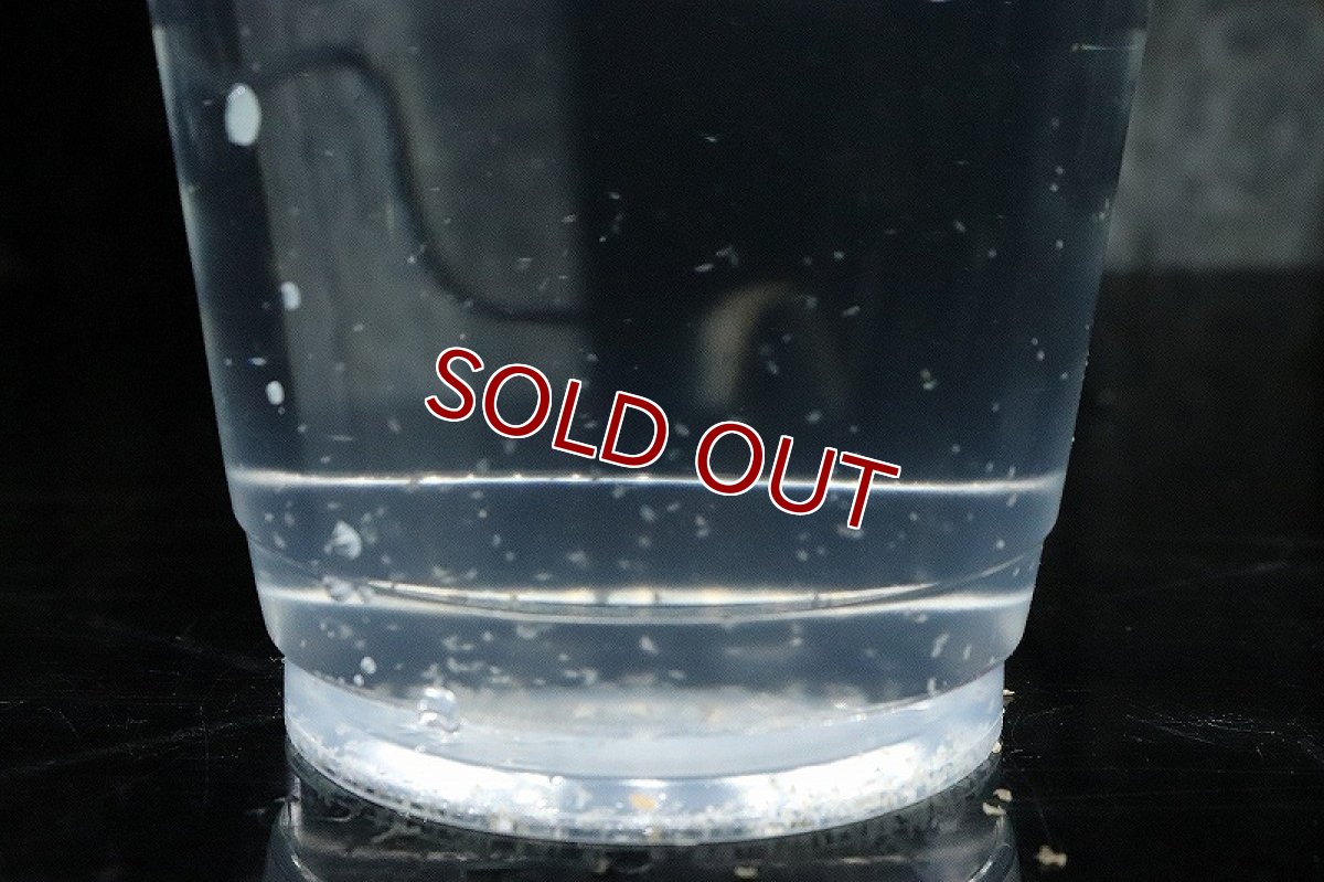 画像2: 【淡水魚】活 ミジンコ&ペットバルーンオリジナルみじんこフード【0.2g(約600匹)】&フード6ｇ(生体)(熱帯魚)NK (2)