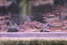 画像1: 【淡水魚】餌用ツメガエル【1匹 サンプル画像】(±3-4cm)(エサ用)(生体)(熱帯魚)NK (1)