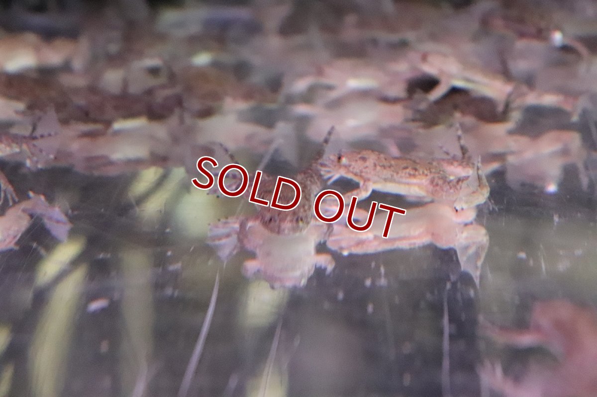 画像2: 【淡水魚】【通販】餌用ツメガエル【10匹 サンプル画像】(±3-4cm)(エサ用)(生体)(熱帯魚)NK (2)